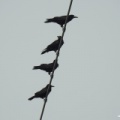 Corvus frugilegus (Saatkrähe)